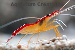 Picture of Scarlet Skunk Cleaner Shrimp, Lysmata amboinensis