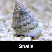 Saltwater Aquarium Snails