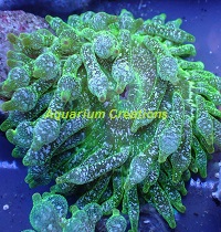Picture of Snowflake Bubble Tip Anemone