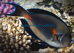Picture of Sohal Tang, Acanthurus sohal(Red Sea)