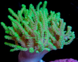 Picture of Australia Neon Green Spaghetti Leather Coral, Sinularia flexibilis