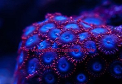 Picture of Spiderman Zoanthid Polyps