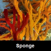 Saltwater Sponge