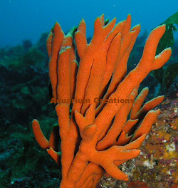 Picture of Red/Orange Tree Sponge