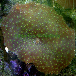 Picture of Spotted Green Mushrooms, Actinodiscus sp.