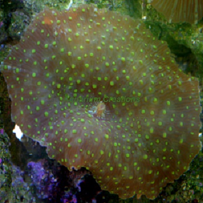 Picture of Spotted Green Mushroom Coral , Actinodiscus sp.