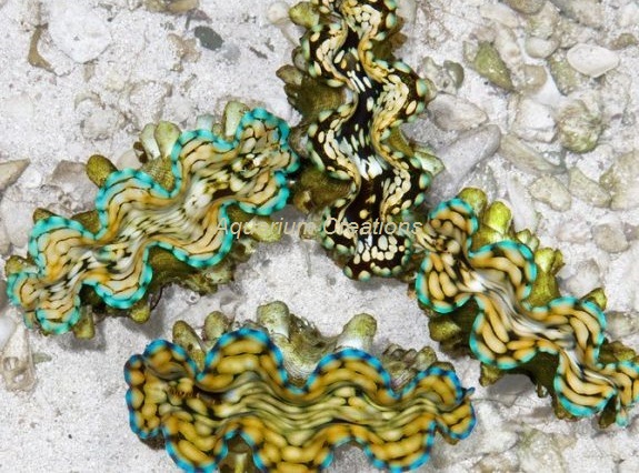 Picture of Squamosa Clams, Aquacultured