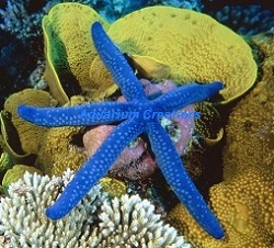 Picture of Royal Sea Starfish
