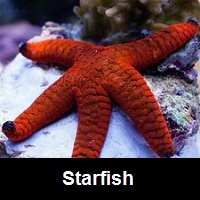 Saltwater Aquarium Starfish