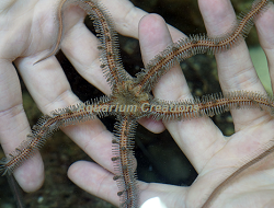 Picture of Bubble Tip Brittle Star