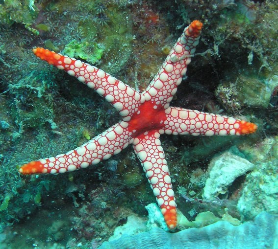 Starfish | Saltwater Star Fish | Blue Linckia | Orange Sea Star|