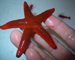Picture of Red Fromia Sea Star