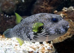 Picture of Stars and Stripes Puffer