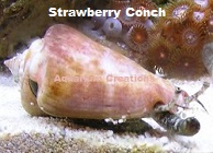 Picture of Strawberry Conch