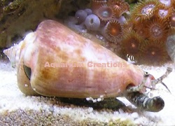 Picture of Strawberry Conch