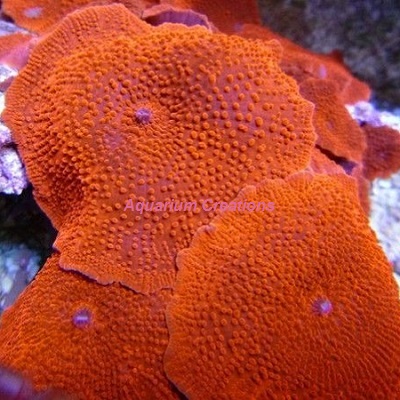 virtuel Bi Ondartet tumor Super Red Mushroom Coral, Discosoma sp.