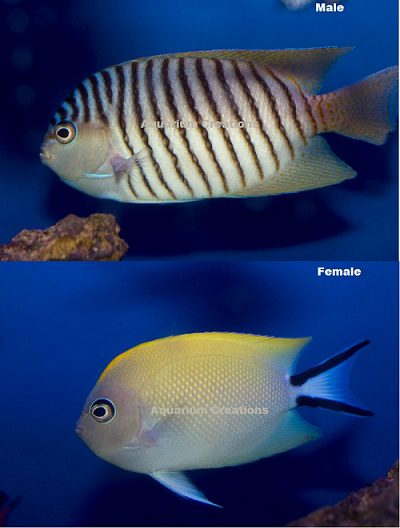 Picture of Swallowtail Angelfish, Genicanthus melanospilos