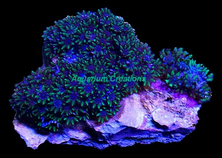 Picture of Blue Sympodium Coral, Sympodium Sp.