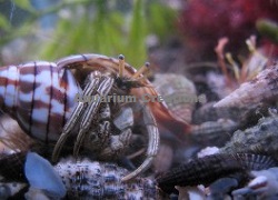 Picture of Thin Striped Hermit Crab