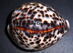 Picture of Tiger Cowrie