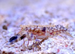 Picture of Tiger Snapping Shrimp, Alpheus bellulus