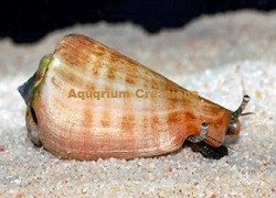 Tiger Sand Conch, Aquacultured