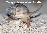 Picture of Tongan Nassarius Snails