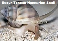 Picture of Super Tongan Nassarius Snail