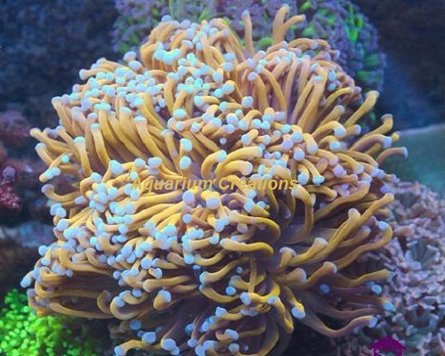 Picture of Gold Torch Coral, Australia