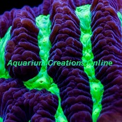 Picture of Toxic Green Platygyra, Aquacultured