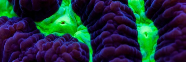 Picture of Toxic Green Platygyra, Aquacultured Brain Worm Coral