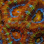 Picture of Triple Color ACAN<BR>Acanthastrea Lordhowensis