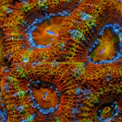 Picture of Two Color Acans, Acanthastrea lordhowensis Corals, Australia