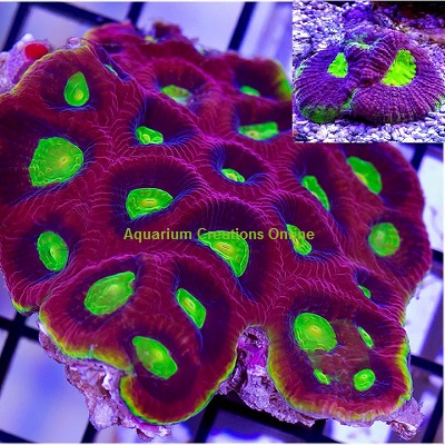 Picture of Ultra Tricolor Goniastrea Coral