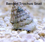 Picture of Banded Trochus Snail