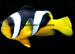 Picture of True Sebae Clownfish