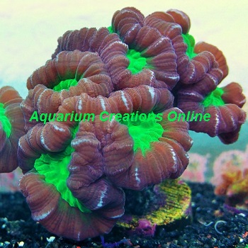Picture of Aguacultured LPS Corals: Red Big Pipe Trumpet Coral, Caulastrea furcata