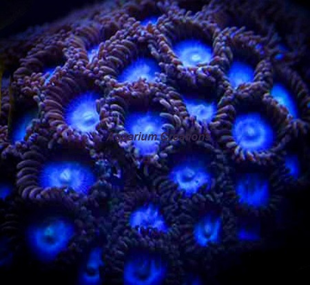 Picture of Tubbs Blue Zoanthid Polyps