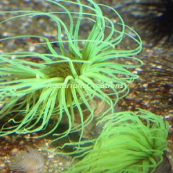 Picture of Green Tube Anemone