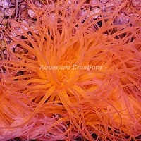 Picture of Tube Anemone