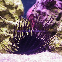 Picture of Purple Tube Anemone