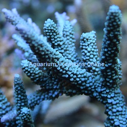 Picture of Turquoise Staghorn Acropora, Acropora striata, Aquacultured