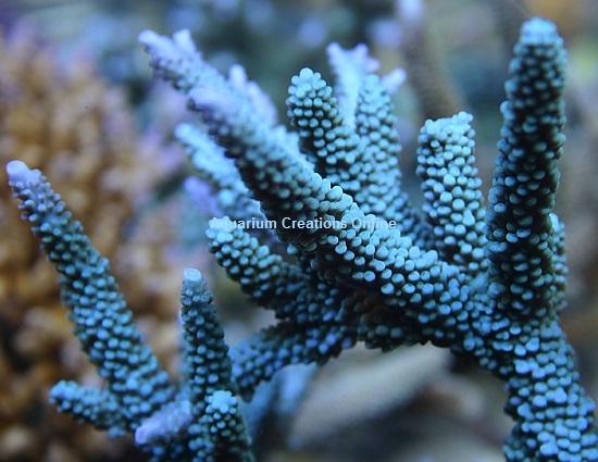 Picture of Turquoise Staghorn Acropora, Acropora striata
