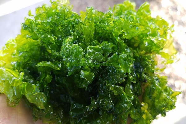 Ulva Macroalgae is also called Sea Lettuce algae