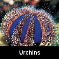 Saltwater Aquarium Urchins