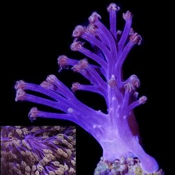 Picture of Vargas Purple Monster Xenia, Cespitularia