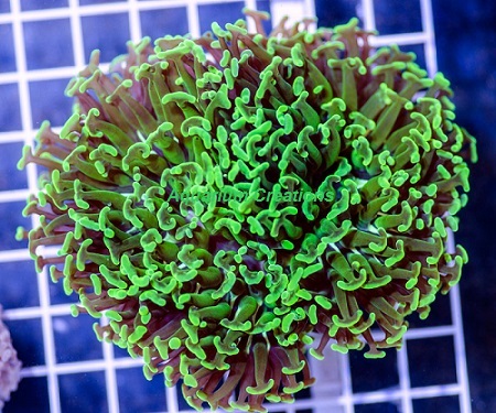Picture of Metallic Green Wall Hammer Coral