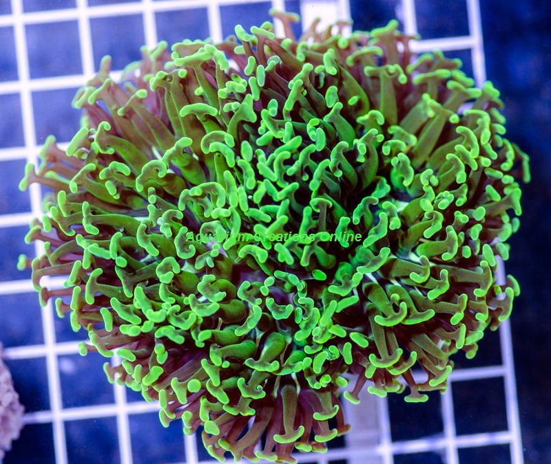 Picture of Metallic Green Branching Hammer Coral, Australia