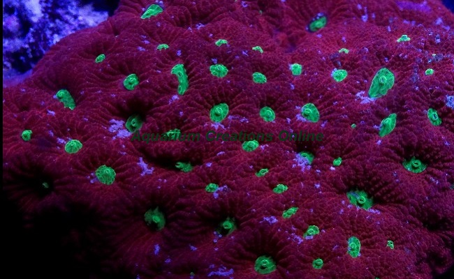 Picture of War Coral, Favites pentagona, Australia 