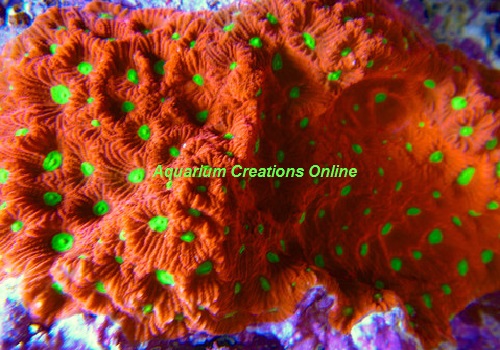 Picture of Ultra War Coral, Red and Neon Green Aquacultured